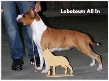 Lobotown All In