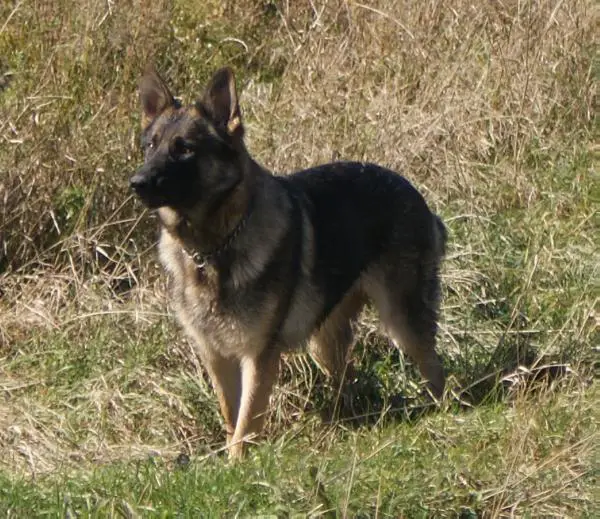 Wild Winds Sleemans Honey Brown