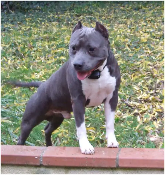 Virus de la crique du flojule