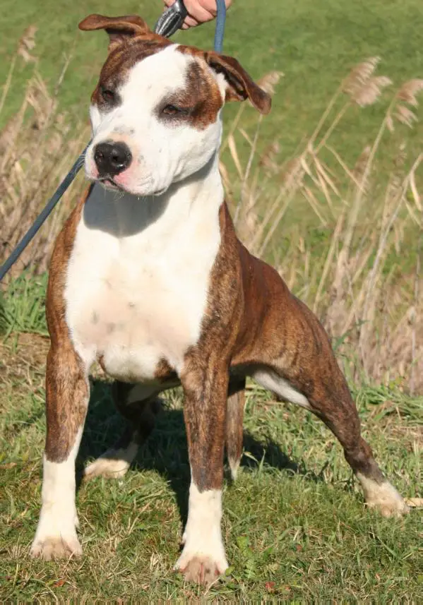 Moon Rock Landi's StrongBow Gold