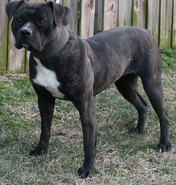 CH Bull City Kennel's Delilah of Konfederate Kennels