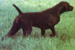 Sally de la Haille au Loup