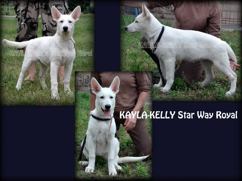 KAYLA-KELLY Star Way Royal