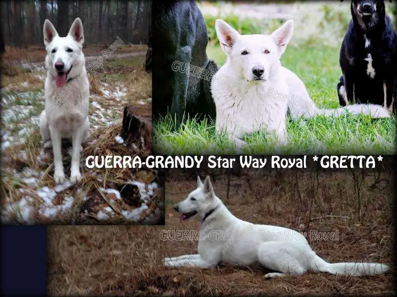 GUERRA-GRANDY Star Way Royal (GRETTA)