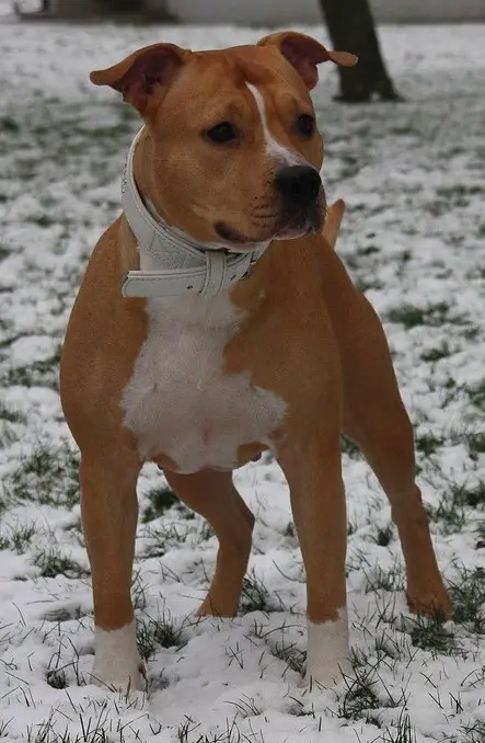 Dirk's Incredible Fat Dena