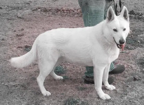 Princess Snow White "Guya"