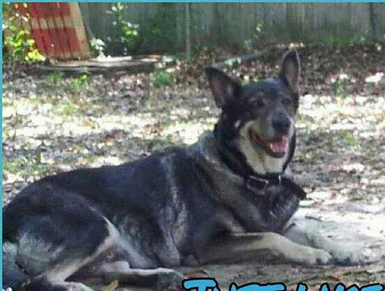 Granny's Clueless "Blue"