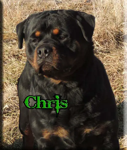 MULTI CH 6XCAC 2XBOB Chris Von Wolf Stamm