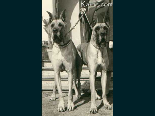 Goliath Trutz und Treu