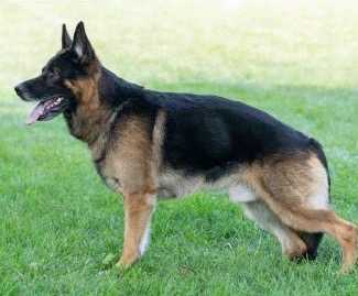 V12 USCA Sieger Show 2019 Anuk vom Kaditzer Hof