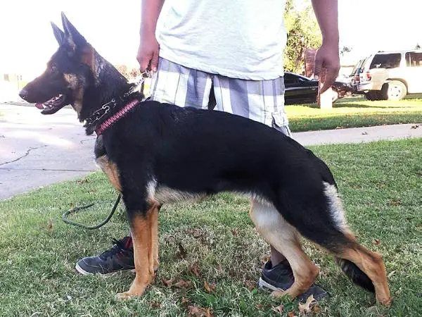 Jace von Felsschlucht Bach