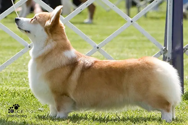 Llandians Love On Ice