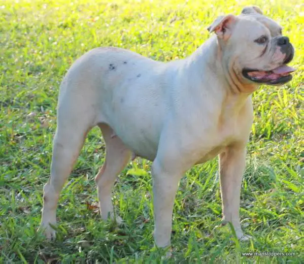 MANSTOPPERS Midge of ANRCY