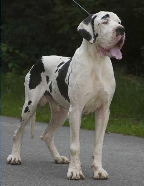 CH Altóparti Entree