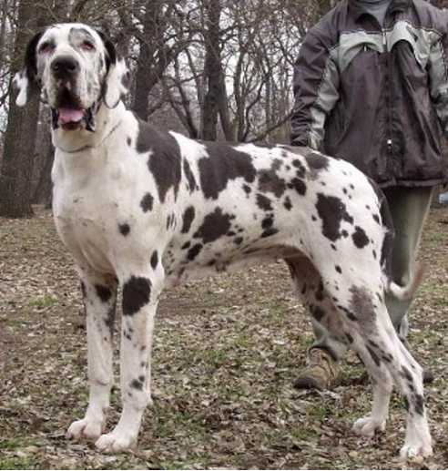 Fabella Testarossa Musica