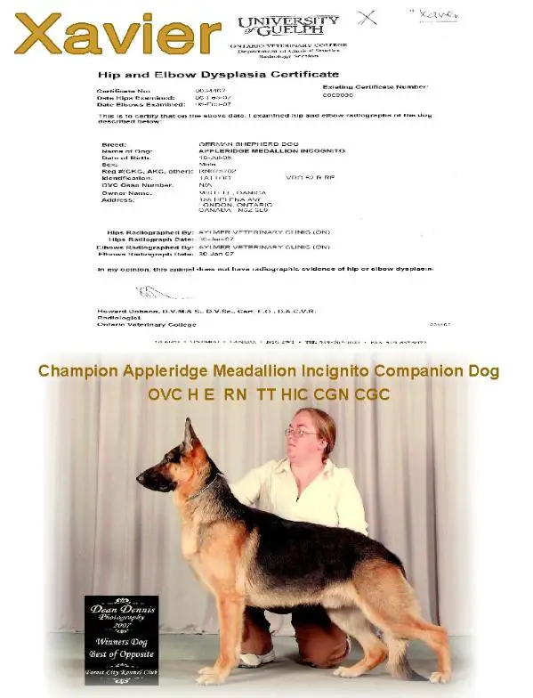 CH Appleridge Medallion Incognito