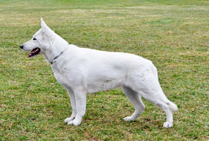 Deutscher VDH Champion Canthika von der Bayernwache