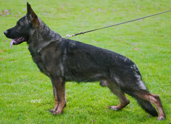 SG Kumpel aus dem Fürstentum Lippe