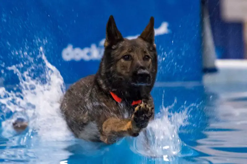 2018 Duelling Dogs Dialed in World Champion Iago von Immerstark