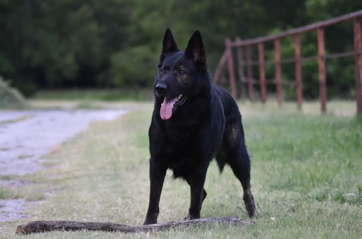 De Juco Wolfgang Lord Ben