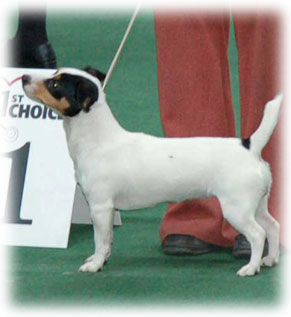 CH RUS, RKF, BLR Iris