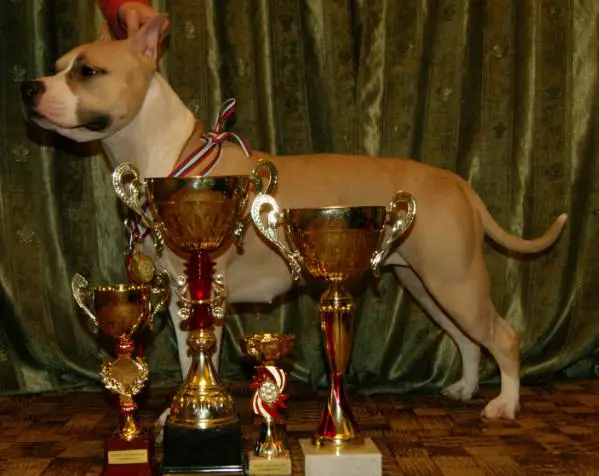 Zheltaya Rhapsody Zadora