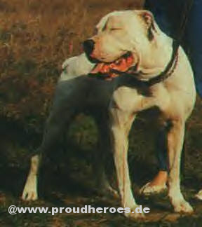 BlackWell's Polar Bear