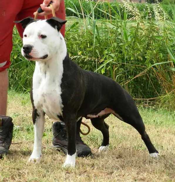 Moon Rock Landi's I Love my Life