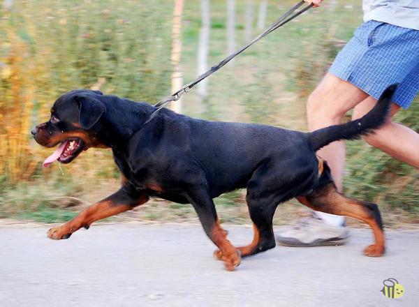 miki crni lotos