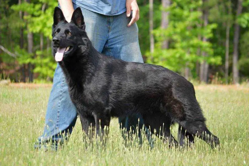 INT CH Orsa vom Alt-Ostland