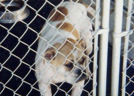 BEK's Shasta Mac Nasty