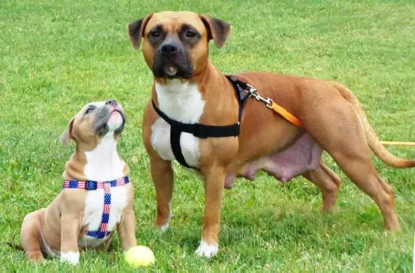 Feeneys Smoldering Ember