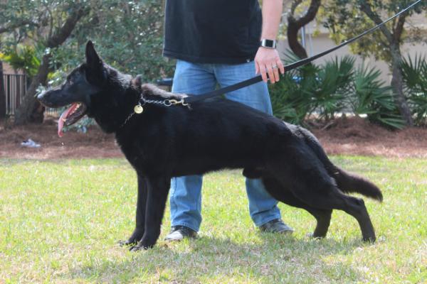 Jude Major vom Gladiator