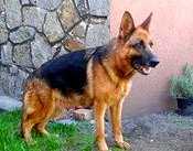 Yumiko vom Haus Tchorz