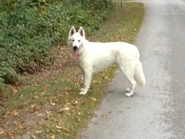 Erövrarens AlCapone