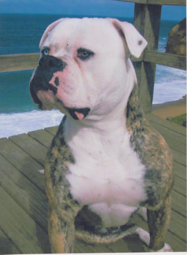 Comitatus Manos De Piedra