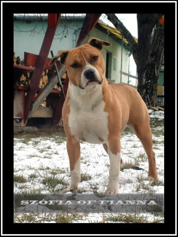 Sofia of Fianna Team