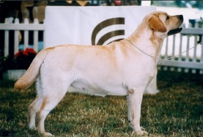 Indy Des Bords De La Vesgre CH