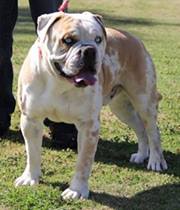 GRAND CH Fire Engine Red of RTC "Inferno"