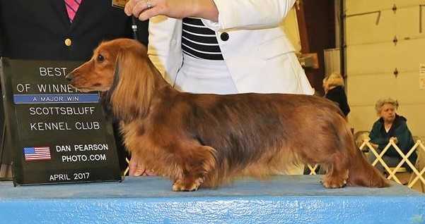 AKC PTD Doxhaus Lady of Rivendell MLD