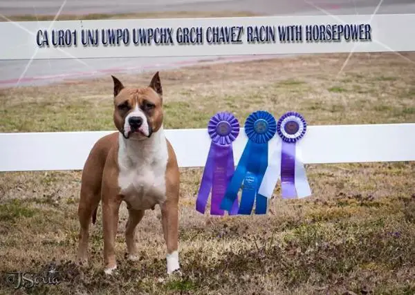 AKC/ RBIMBS UKC GRCH Chavez' Racin' with Horsepower