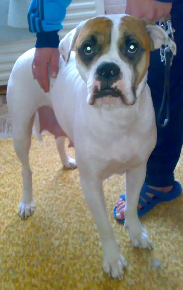 Прима Донна