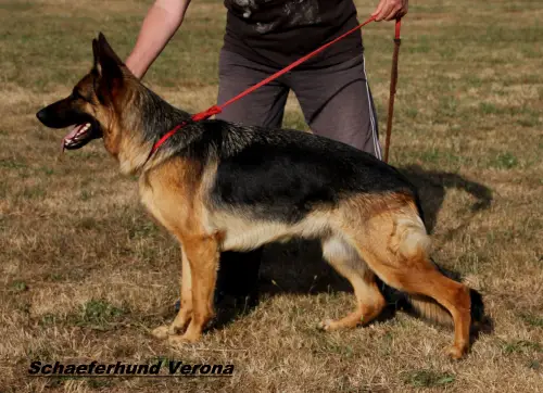 Schaeferhund Verona