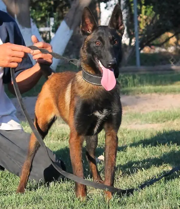 Nouska Perle de Tourbiere