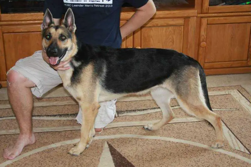 Kreuzchlitz Hund Pxie