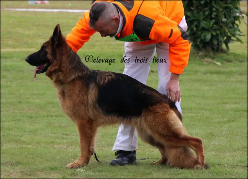 VA2 (FR) 2015 isprite du repaire du berger allemand