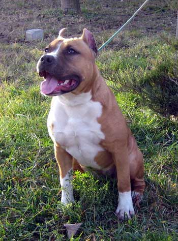 Franstal's Suspicious Minds