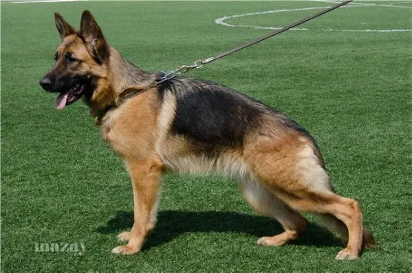 Ceffi Aus Taraz