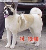 Nikita-Ko