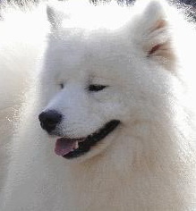 Aslan the Best of King Ever Smiling